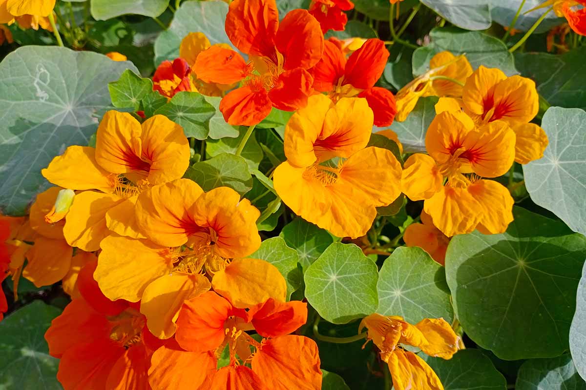 Nasturtium Flower Tincture (Fresh & Locally Grown)